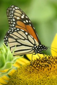 BUTTER FLY